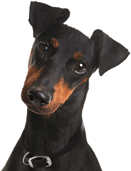 Search - Manchester Terrier Puppy (565x585), Png Download