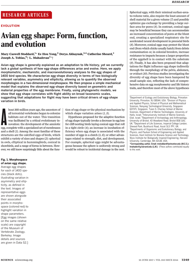 Goose Tower In Vordingborg, Zealand (729x929), Png Download