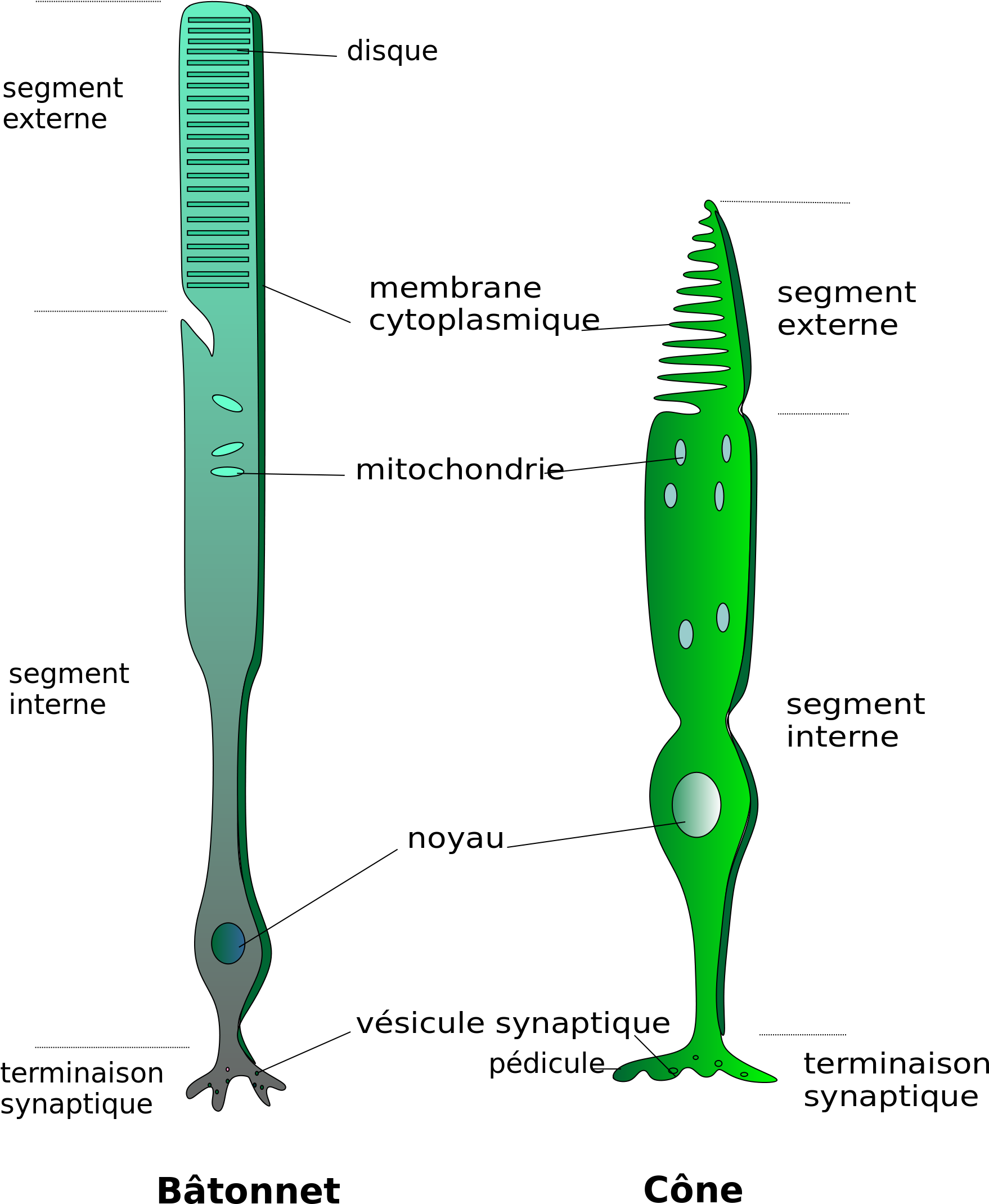 Download Open - Labelled Diagram Of Rods And Cones - Full Size PNG ...