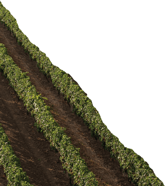 Corner Background Image - Sartin Denny Productions, Llc (561x633), Png Download