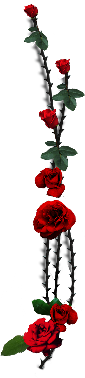 Rose Thorns Png (480x1370), Png Download