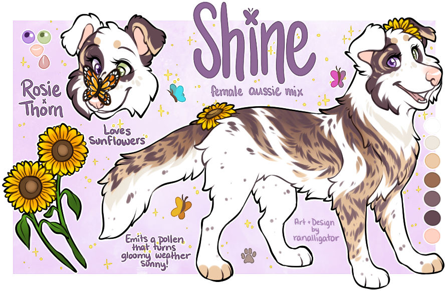 W/ Perm - Collie (897x591), Png Download