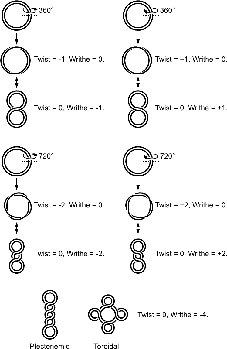 Surenroulement De L Adn (764x1168), Png Download