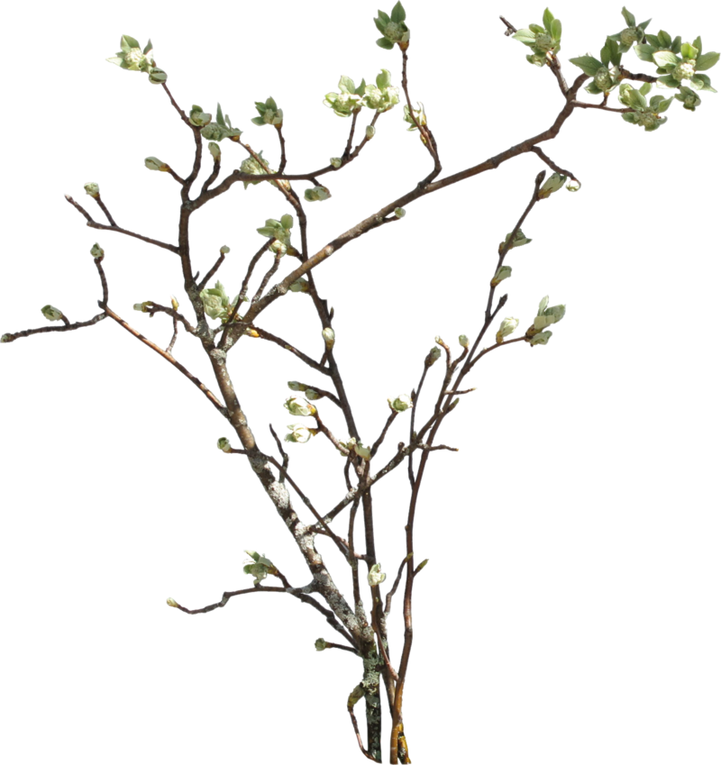 Transparent Tree Branches Download - Plant Branch Png (800x849), Png Download