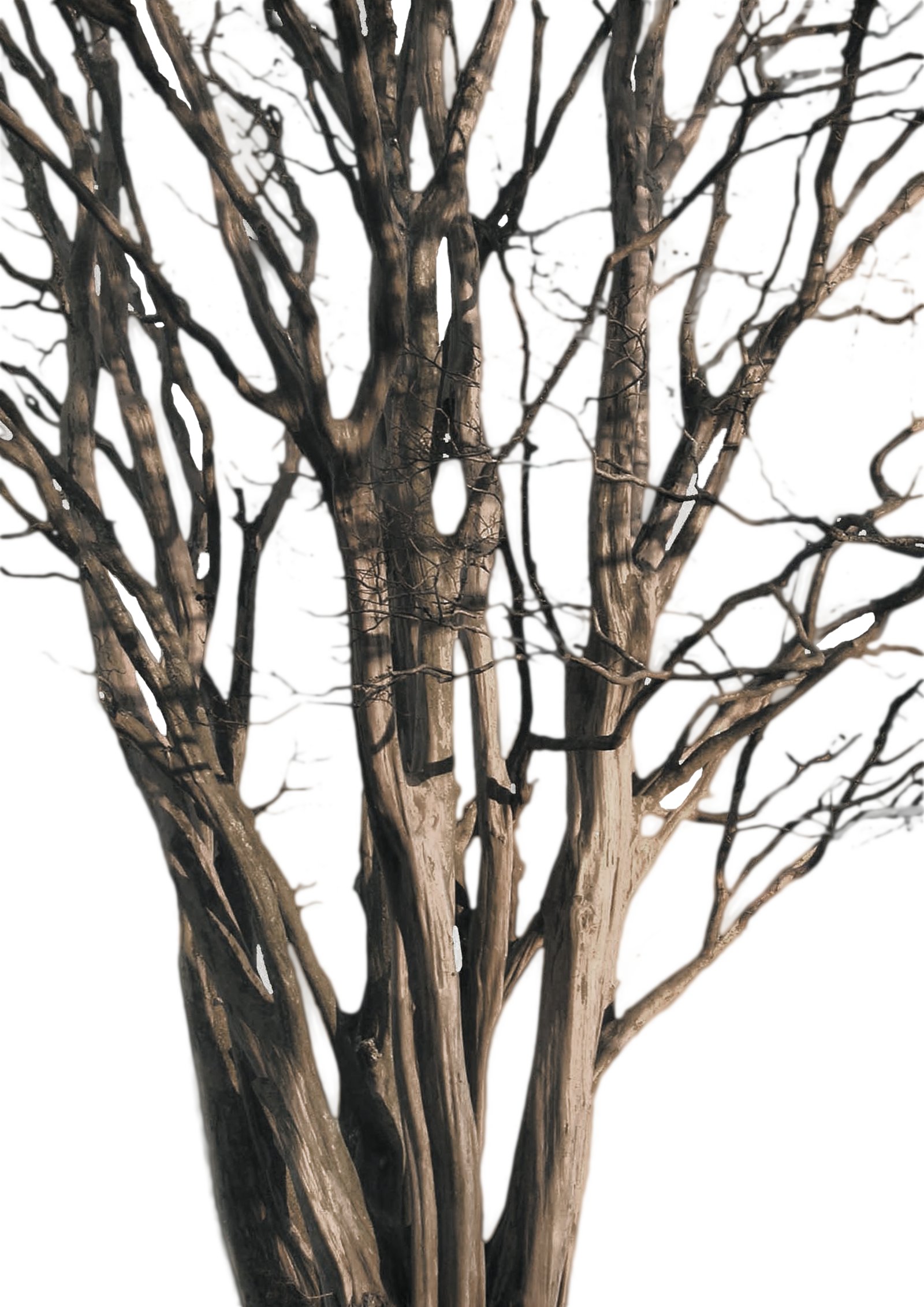 P - Png Tree Branch (1600x2261), Png Download