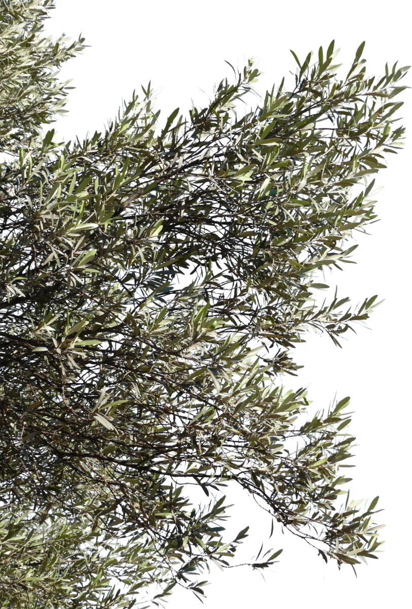 Olive Tree Branch Png (812x1200), Png Download