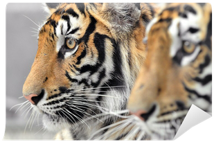Bengal Tiger (400x400), Png Download