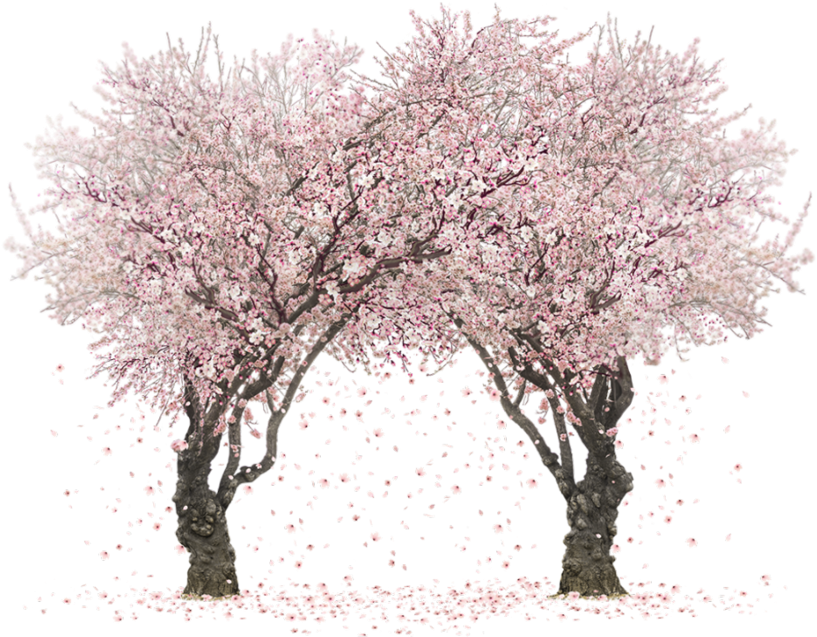 Sakura Trees By Rosemoji On Deviantart Svg Transparent - Transparent Sakura Tree Wallapper (894x894), Png Download
