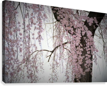 Pink Cherry Blossom Tree Photograph Canvas Print - Canvas Print (429x344), Png Download
