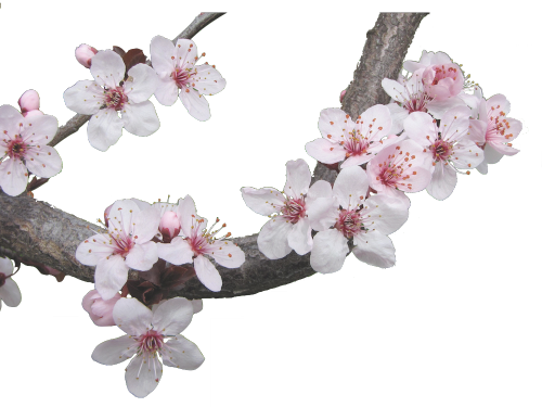 Japanese Cherry Blossom Tree - Japanese Cherry Blossom Transparent (500x375), Png Download
