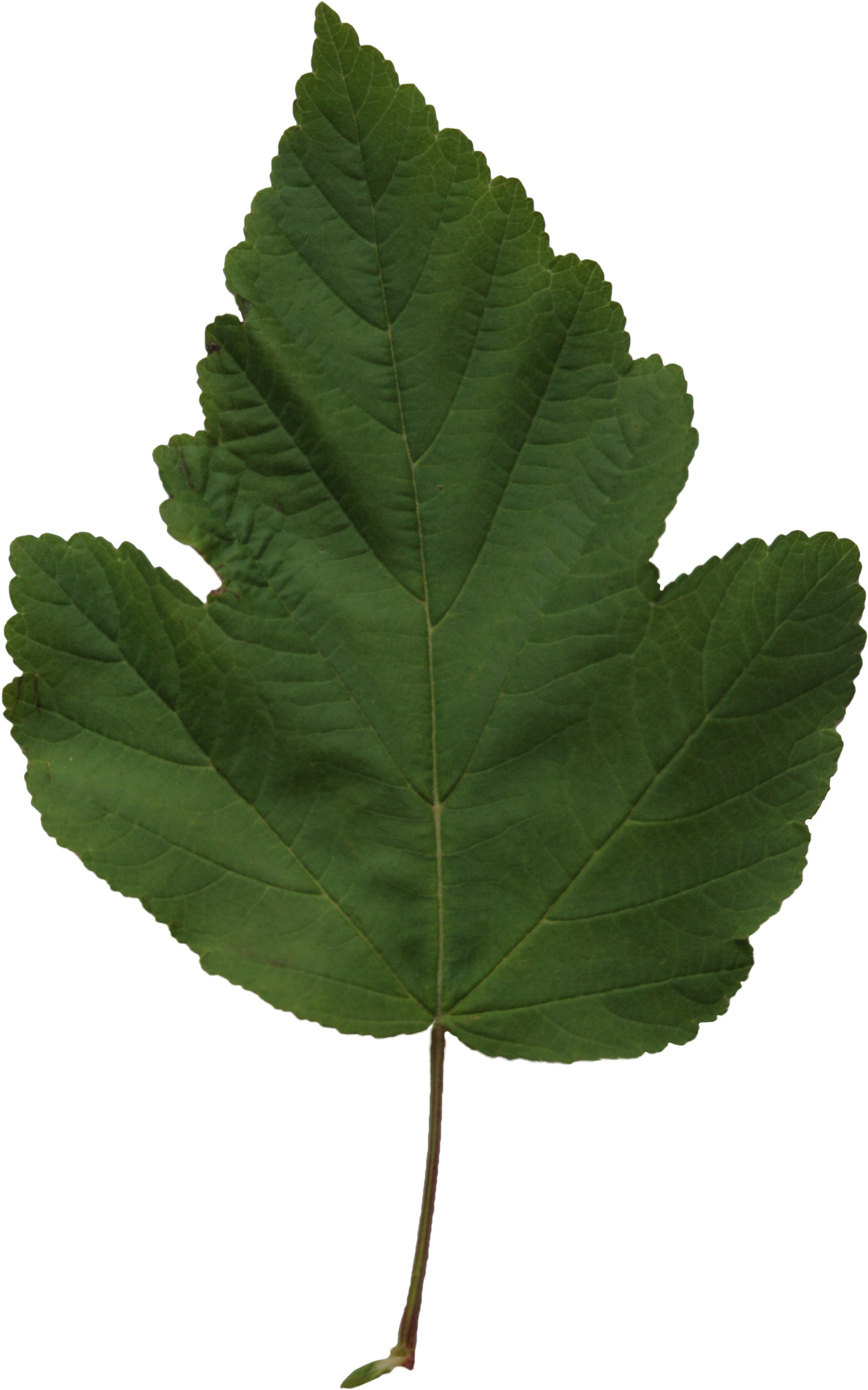 2d Leaves - Leaf (2304x3456), Png Download