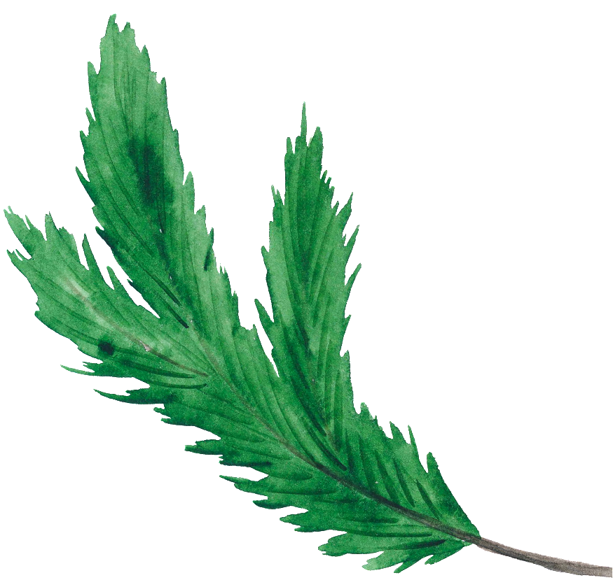 This Graphics Is Green Christmas Leaf Christmas Transparent - Christmas Day (1024x1024), Png Download