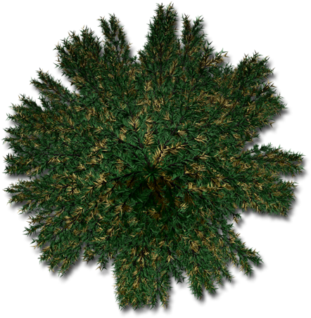 Fir-b - Shortleaf Black Spruce (495x495), Png Download