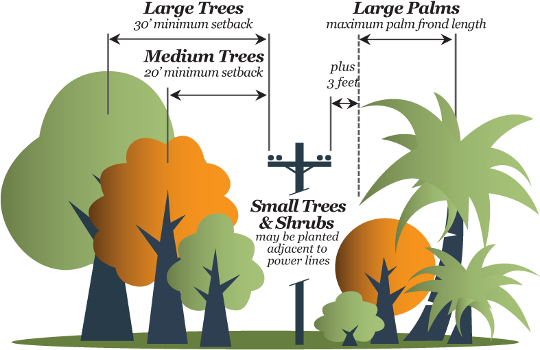 Consider The Mature Size Of The Tree And Space Constraints - Illustration (786x552), Png Download