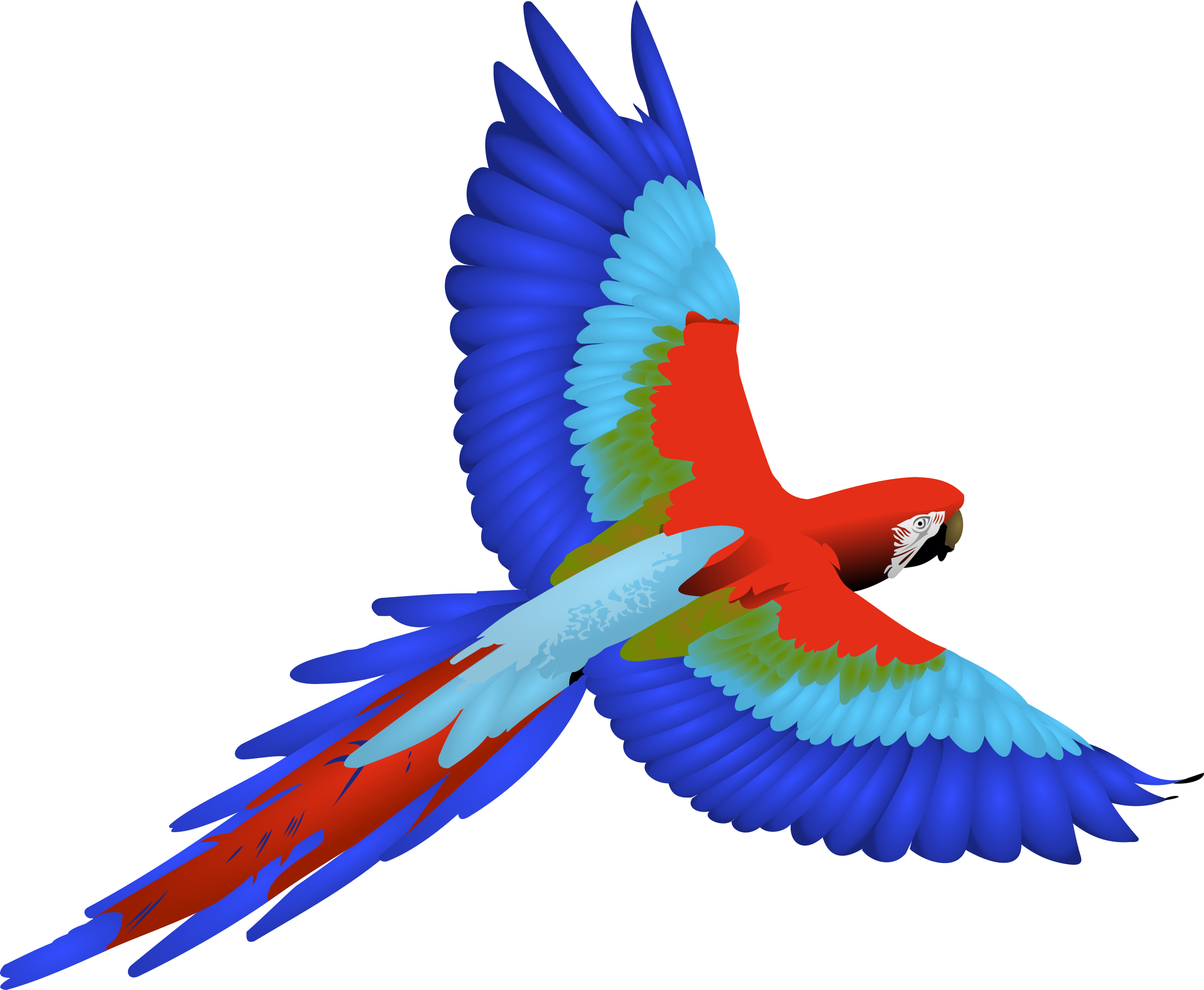 Macaw Png (2400x1974), Png Download