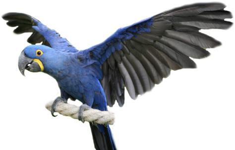 Hyacinth Macaw, Blue Macaw, Blue Macaw Facts - Spix Macaw Png (500x333), Png Download