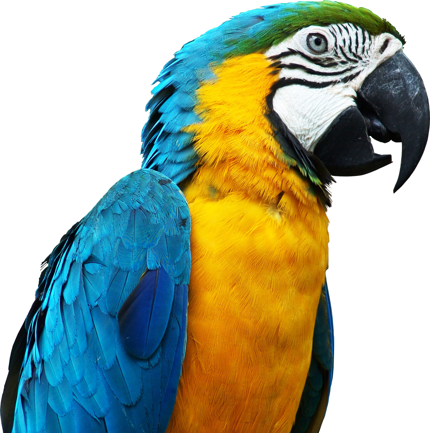 Parrot Render By Originalboss-d5g404n Talking Parrots, - Pet Parrot (900x908), Png Download