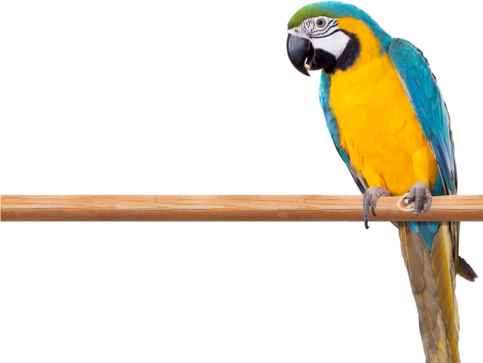 Macaw (950x743), Png Download