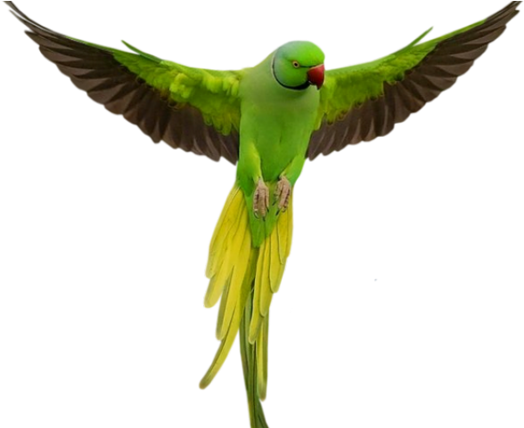 Macaw Png Transparent Images - Imagenes De Aves Con Frases De Amor (640x480), Png Download