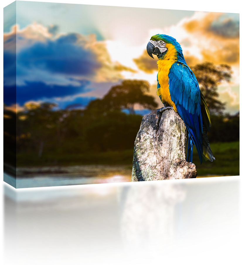 Macaw - Parrot (1024x1024), Png Download