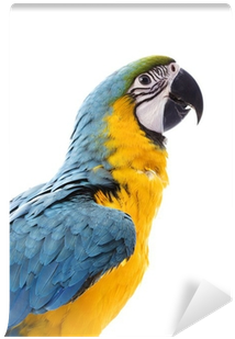 Blue-and-yellow Macaw (400x400), Png Download