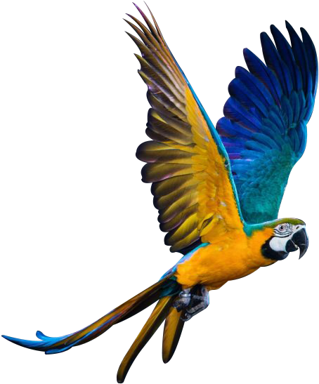 We Specialize In Breeding Macaws And Parrots - Screen Protector (520x560), Png Download
