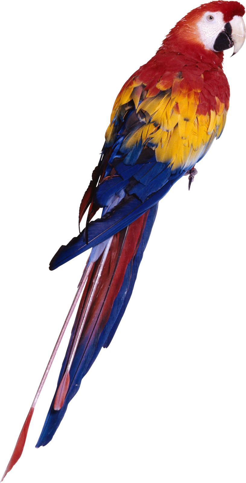 Parrot Png (815x1600), Png Download