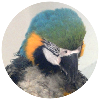Macaw (400x400), Png Download