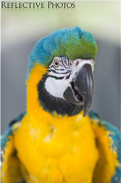 Fluffed Blue And Gold Macaw - Blue-and-yellow Macaw (897x600), Png Download