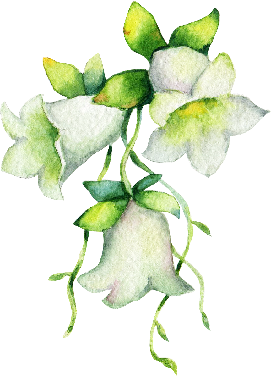 Dang Shen - Lily Of The Valley (1500x1500), Png Download