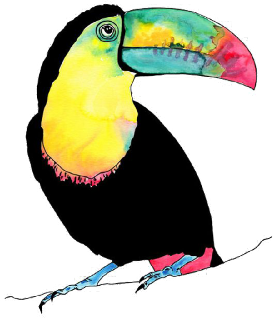 Tucan Bird Vogel Animal Birds Animals Petsandanimals - Watercolour Tropical Birds (1024x1024), Png Download