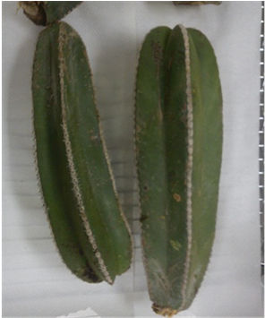 (b) - San Pedro Cactus (903x354), Png Download