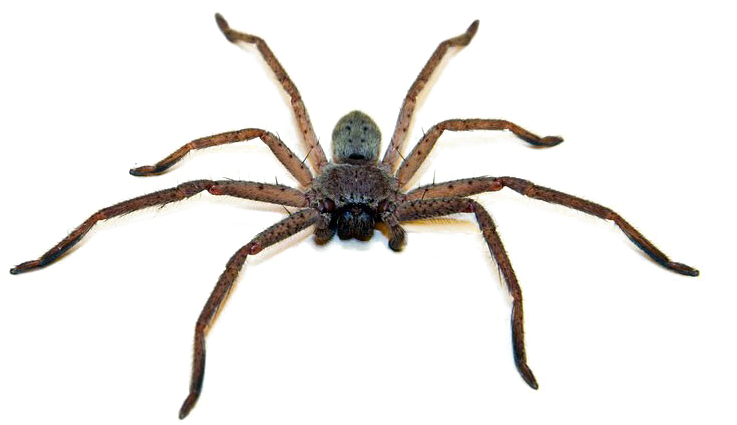 Brown Spider Png Photo - Deadliest Spider In Australia (800x490), Png Download