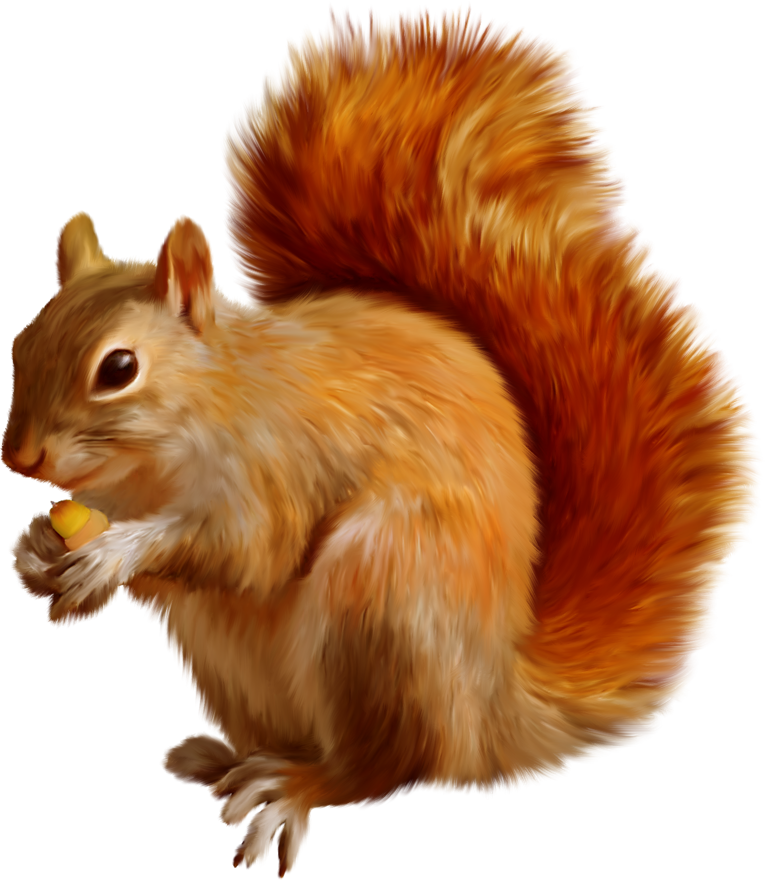 Forest Animals, , - Have Obsessive Squirrel Disorder Shirt, Animal T Shirt, (1520x1748), Png Download