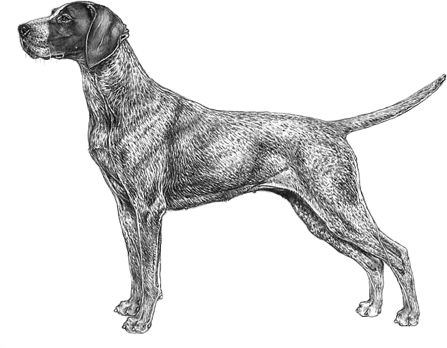 German Shorthaired Pointer - German Short Haired Pointer Png (800x800), Png Download