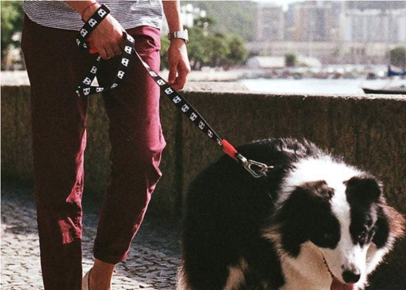 Skull Collection - Dog (800x800), Png Download