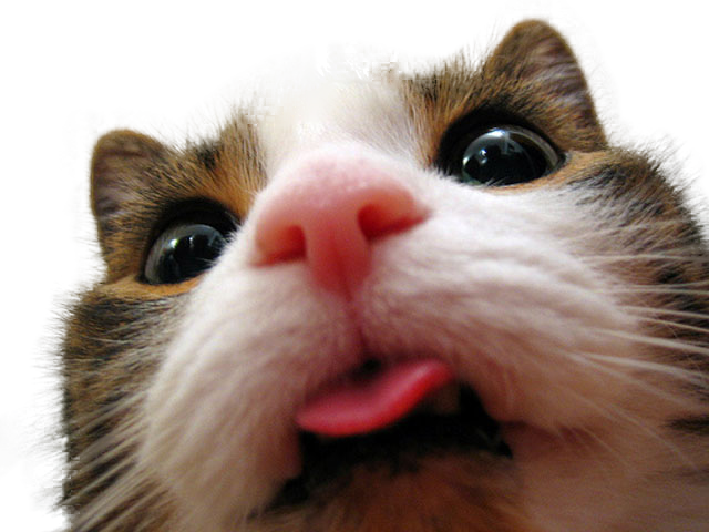 Thanks For The Info, Buddy - Cat With Their Tongue Sticking Out (640x480), Png Download