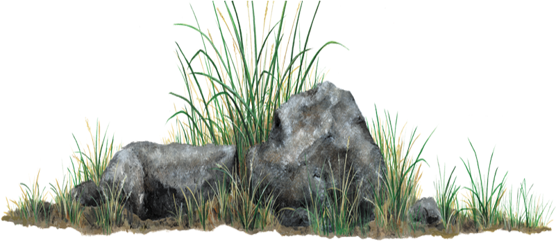 Rock And Grass (800x800), Png Download