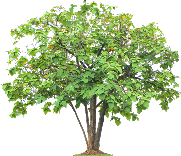 Thumb Image - Orange Tree Without Oranges (600x527), Png Download