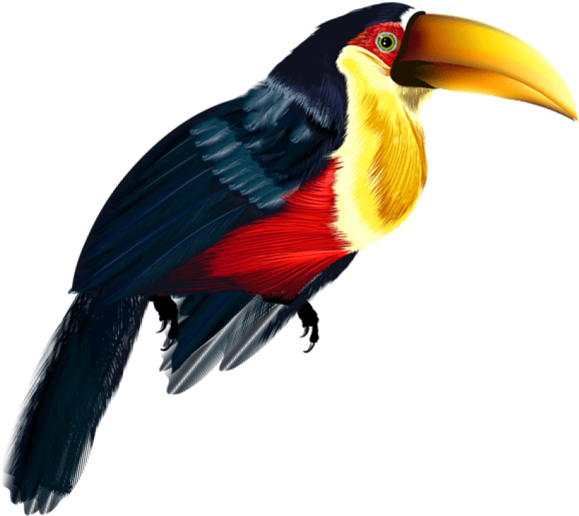 Free Png Toucan Transparent Png Images Transparent - Hornbill Image Transparent Background (850x753), Png Download