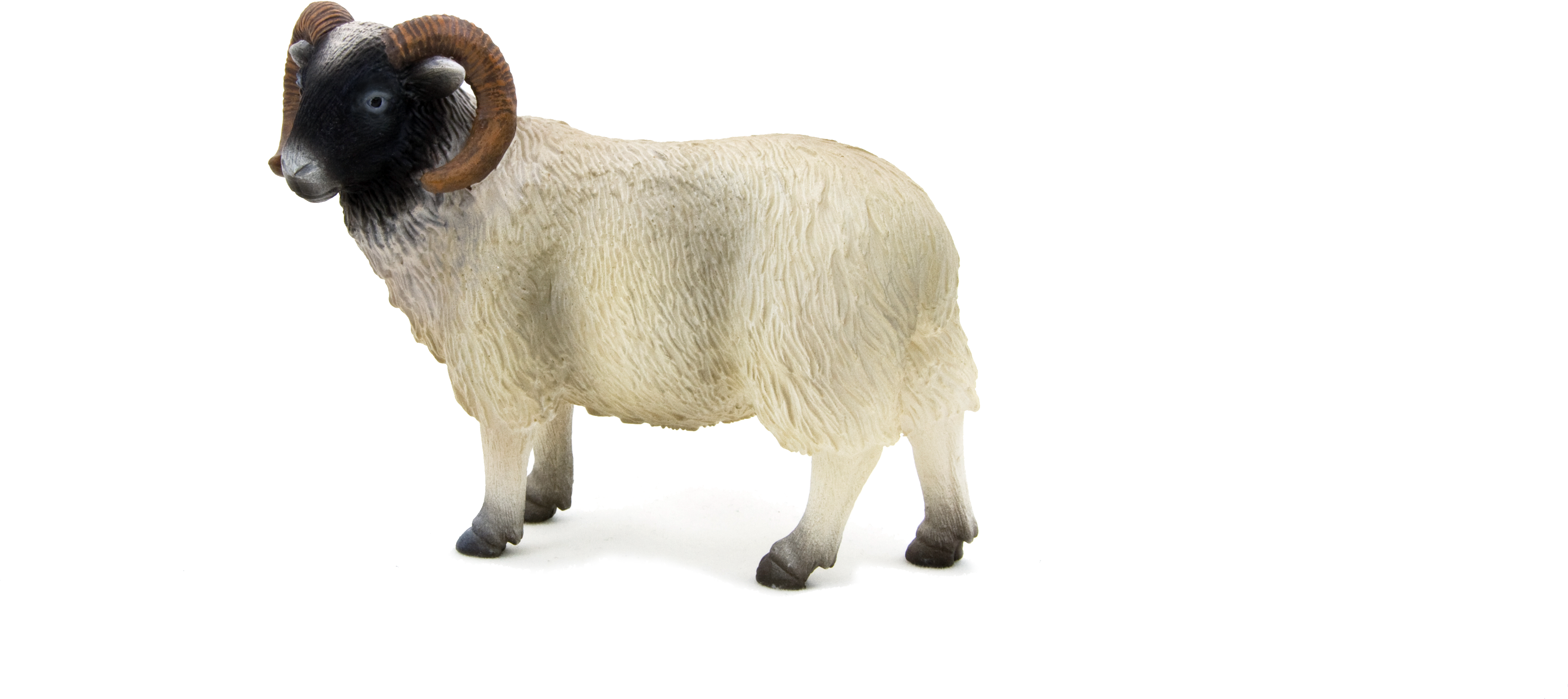 Animal Planet Black Faced Sheep (ram) (5197x3465), Png Download