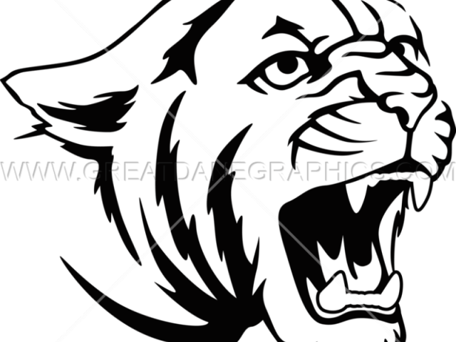 Roar Clipart Cougar - Cougar Drawing (640x480), Png Download