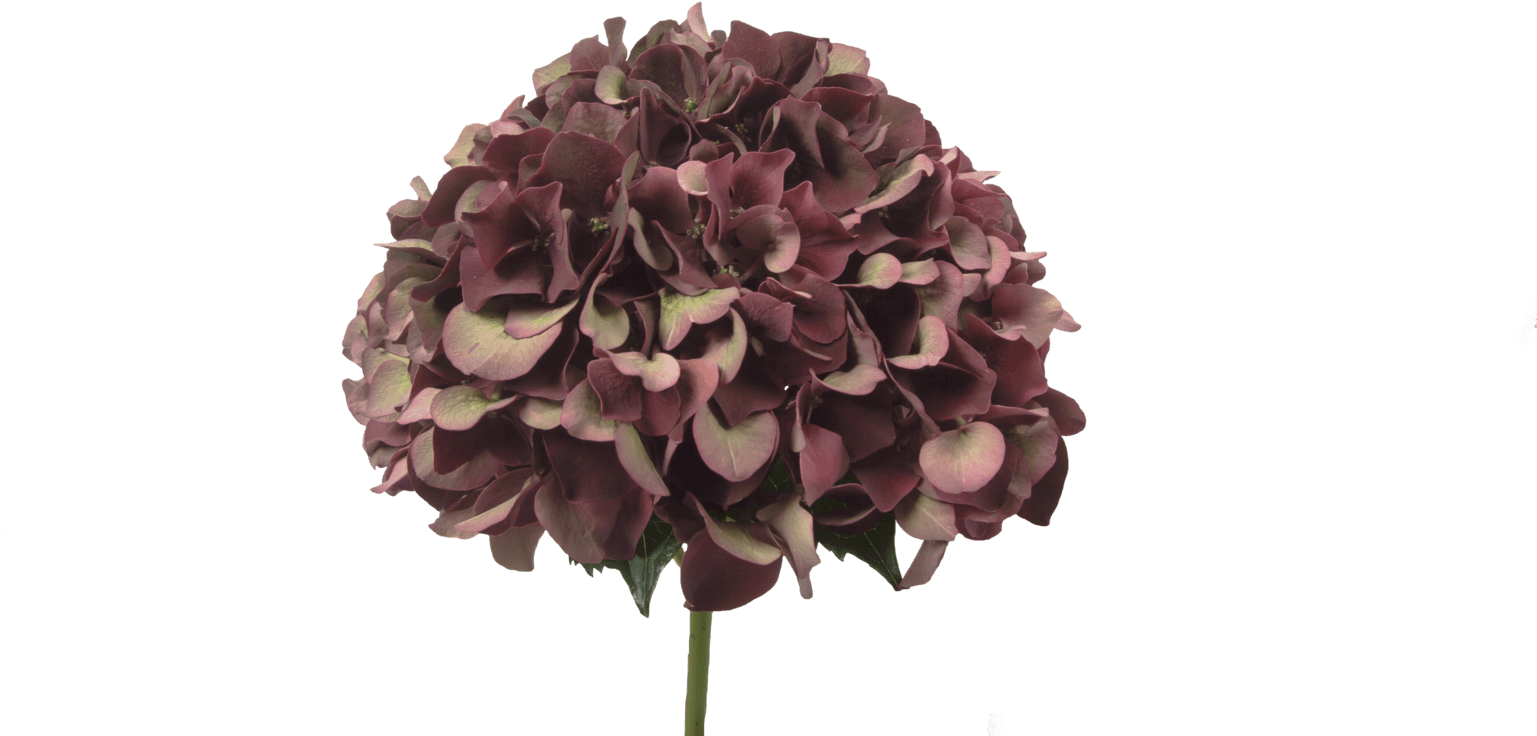 Hydrangea Ruby Red Classic - Bouquet (1536x1024), Png Download