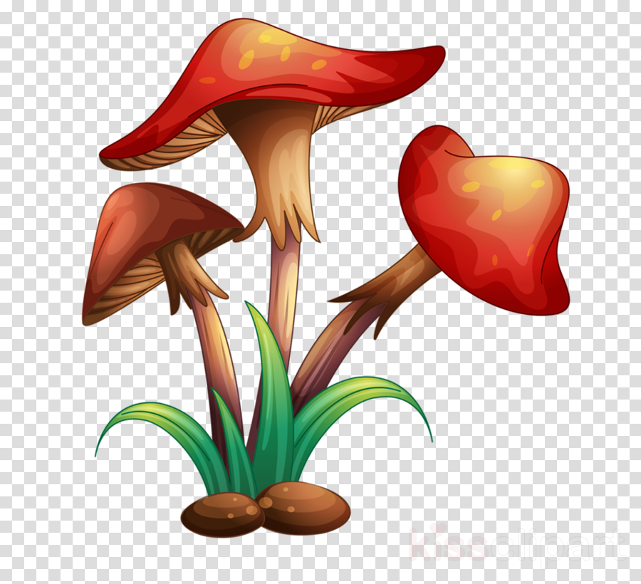 Different Types Of Plants Clipart Plants Plant Cell - Different Mushrooms (900x820), Png Download
