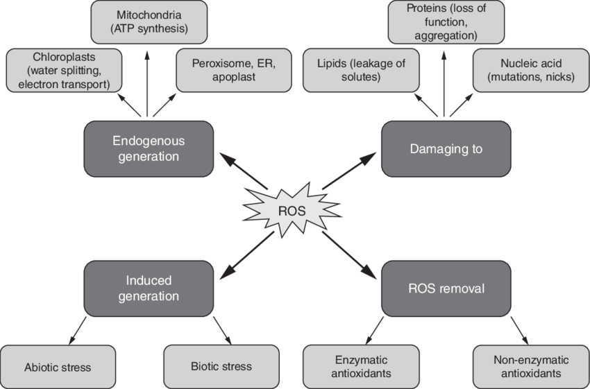 The Consequences And Removal Of The Production Of Reactive - Reactive Oxygen Species (850x561), Png Download