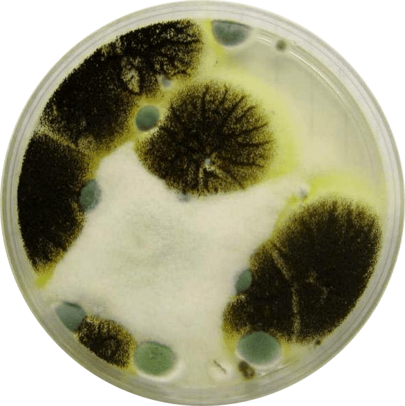 Mold Petri Dish (586x587), Png Download