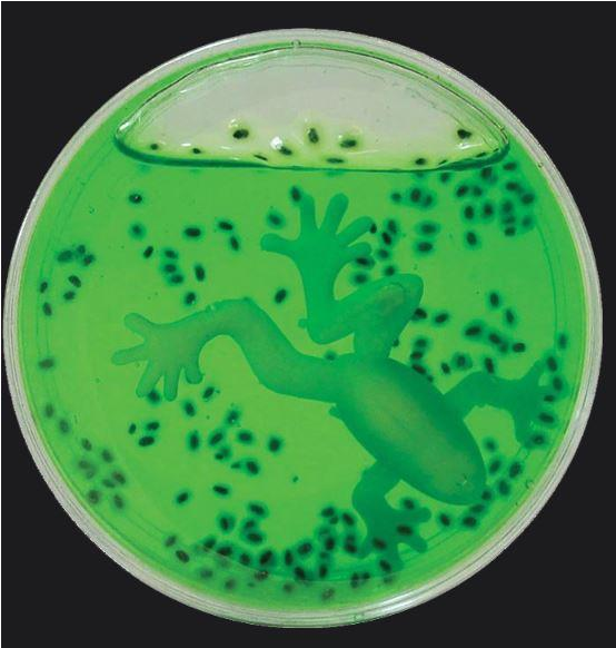 Auction - Petri Dish (1000x1000), Png Download