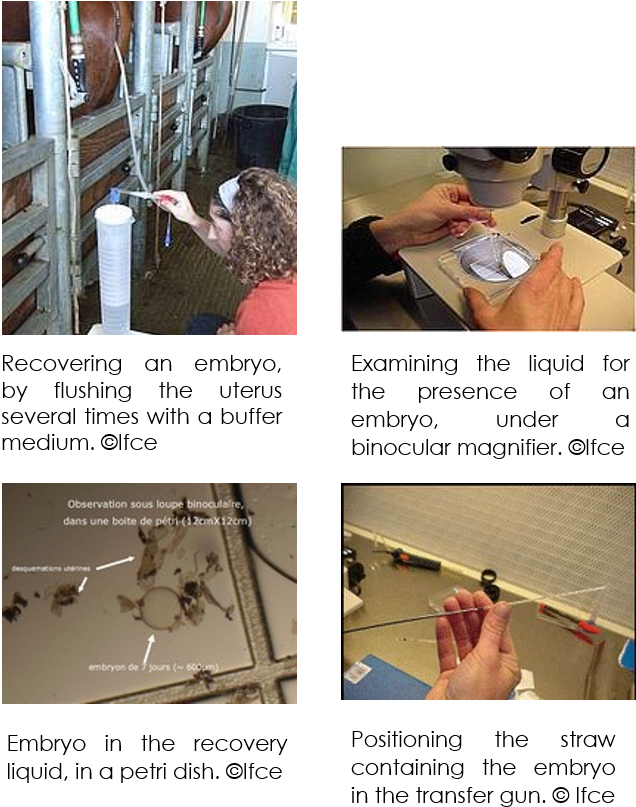 Technical Results Observed In The Field - Floor (659x821), Png Download