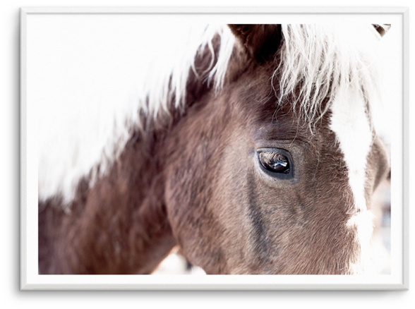 Brown Horse Aiko - Black (600x740), Png Download