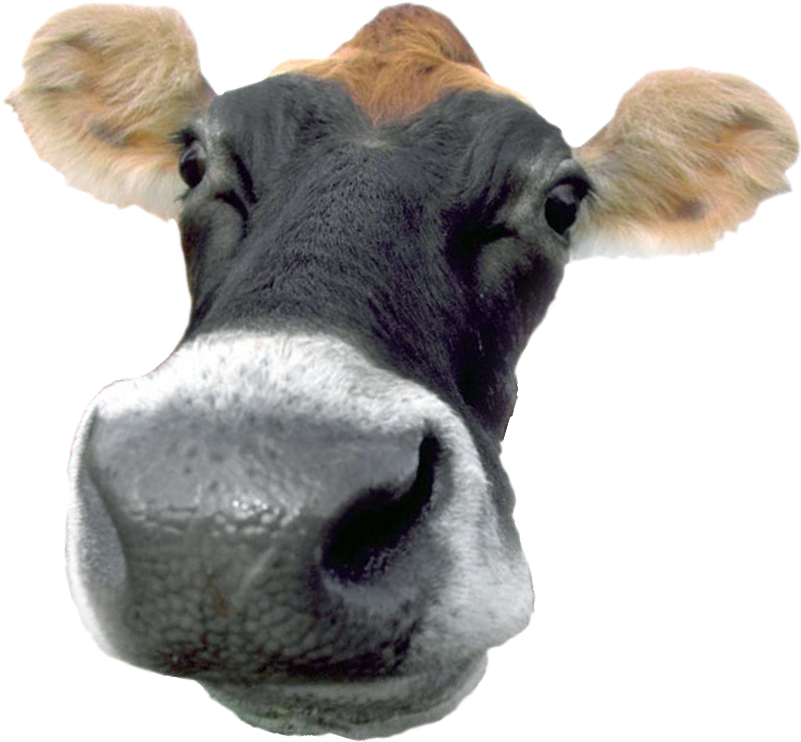 A Typical French Cow That Produces Chocolate Milk - Cow Tipping Champ Wall Clock (800x779), Png Download